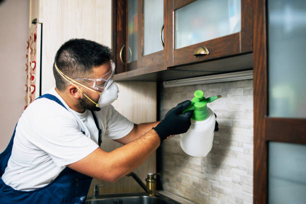 Best Flea Control Services  in Oak View, CA