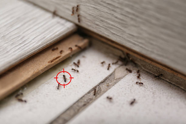 Best Exterminator Services  in Oak View, CA