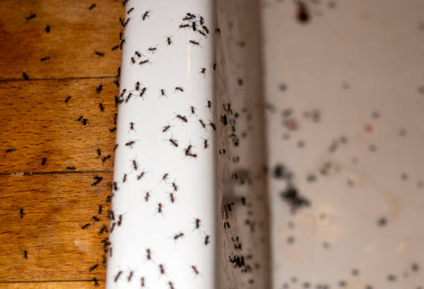 Best Pest Removal Services  in Oak View, CA