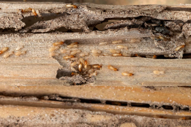 Best Wasp Removal Services  in Oak View, CA