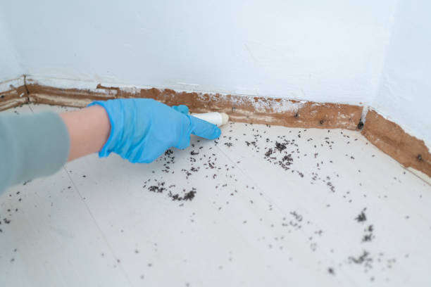 Best Best Pest Control Companies  in Oak View, CA