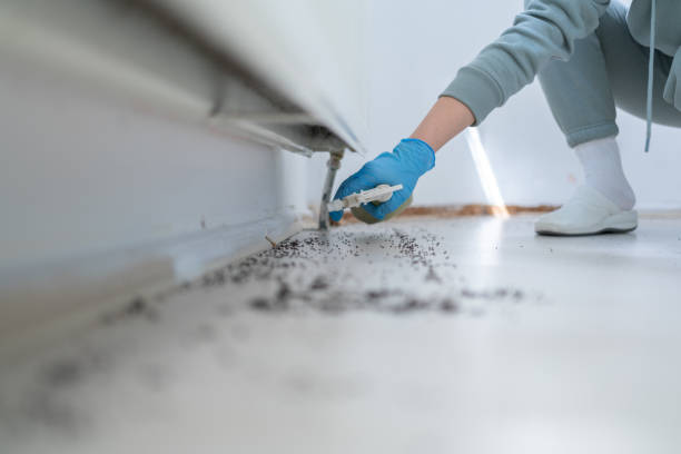 Best Local Pest Control Services  in Oak View, CA